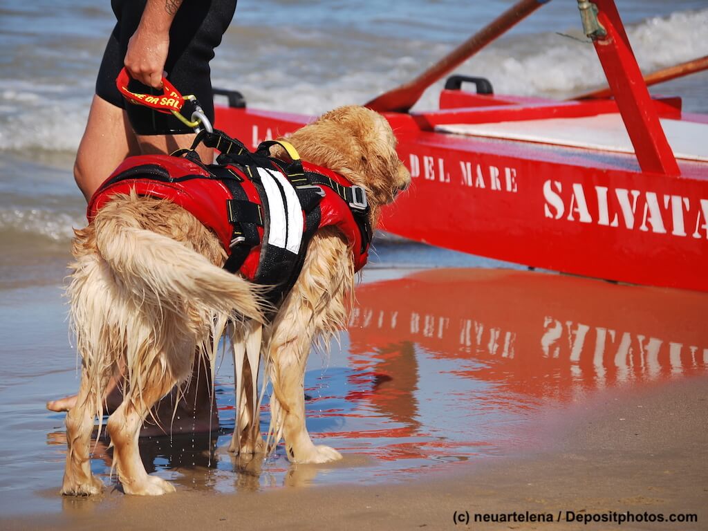 Golden Retriever mit Rettungsweste und Rettungsschwimmer am Meer
