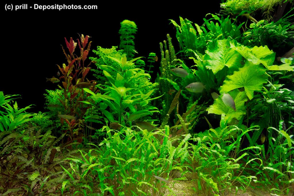 Der kleine Wasserstern Pogostemon helferi