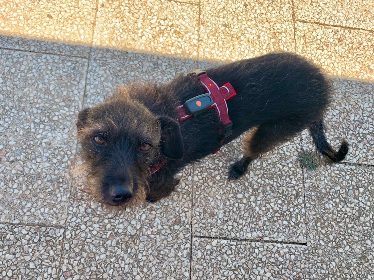 Testhündin Pepper hat den neuen Weenect XS, einen GPS-Tracker für Hunde getestet.