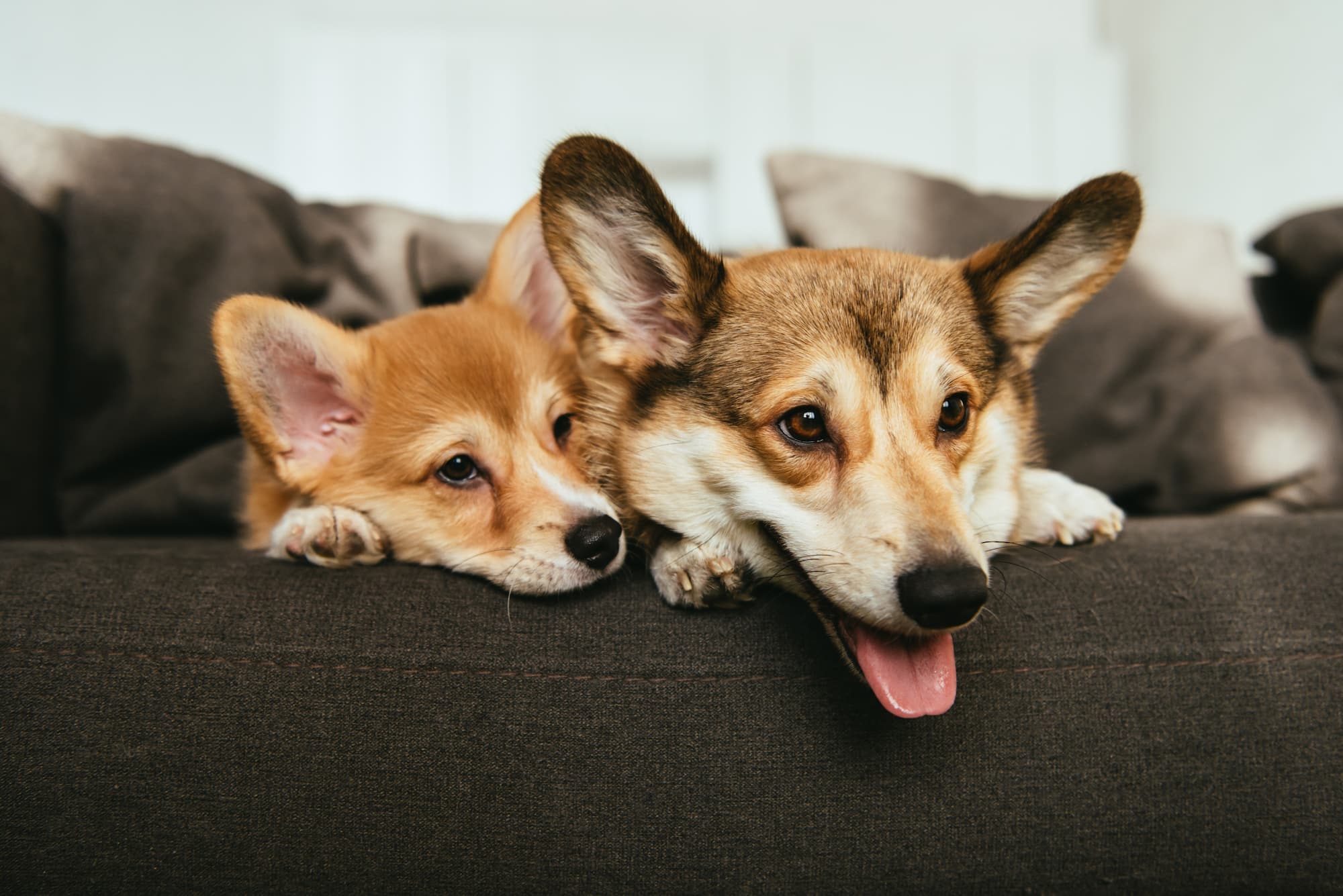 Welsh Corgi - Welpe und erwachsener Hund auf Sofa. Beschriftung lautet: Je nach Alter deines Hundes solltest du sein Futter anpassen.