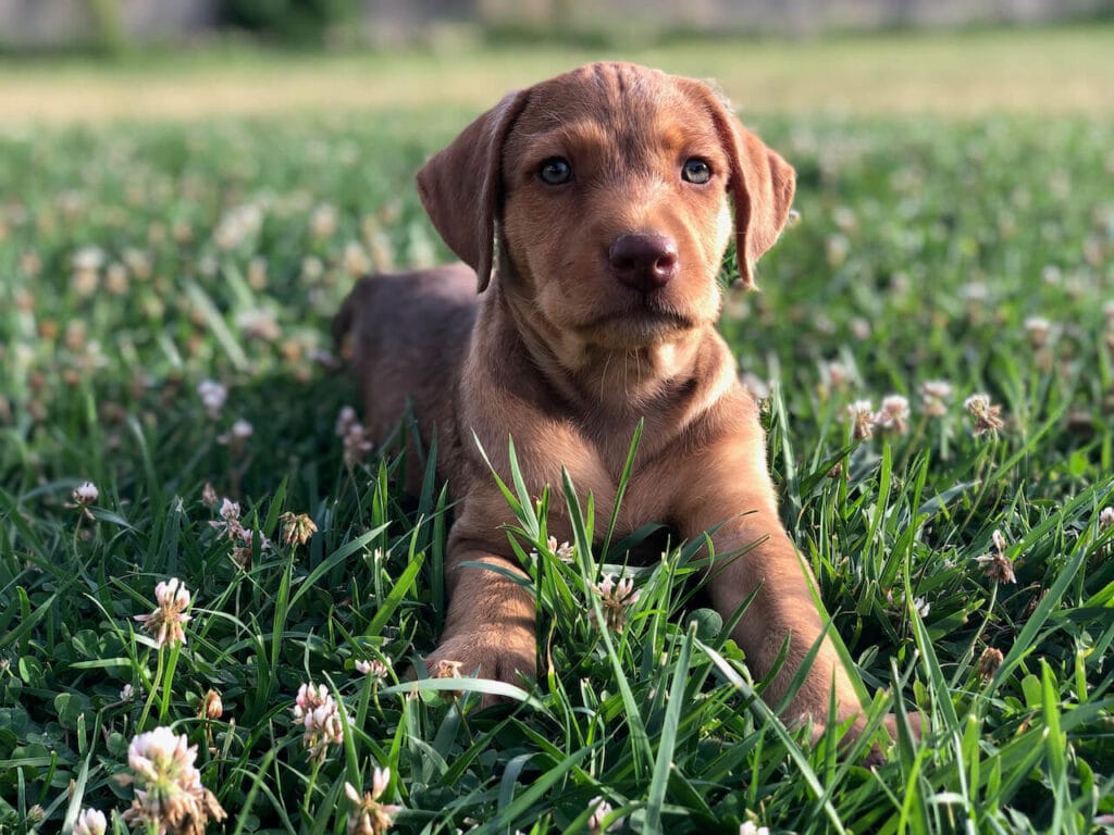Glücklicher Welpe auf einer Wiese