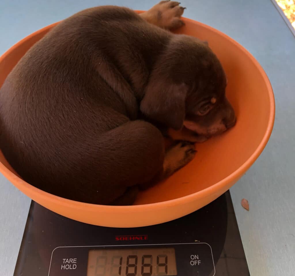 Welpe in einer orangen Schüssel auf einer Waage.