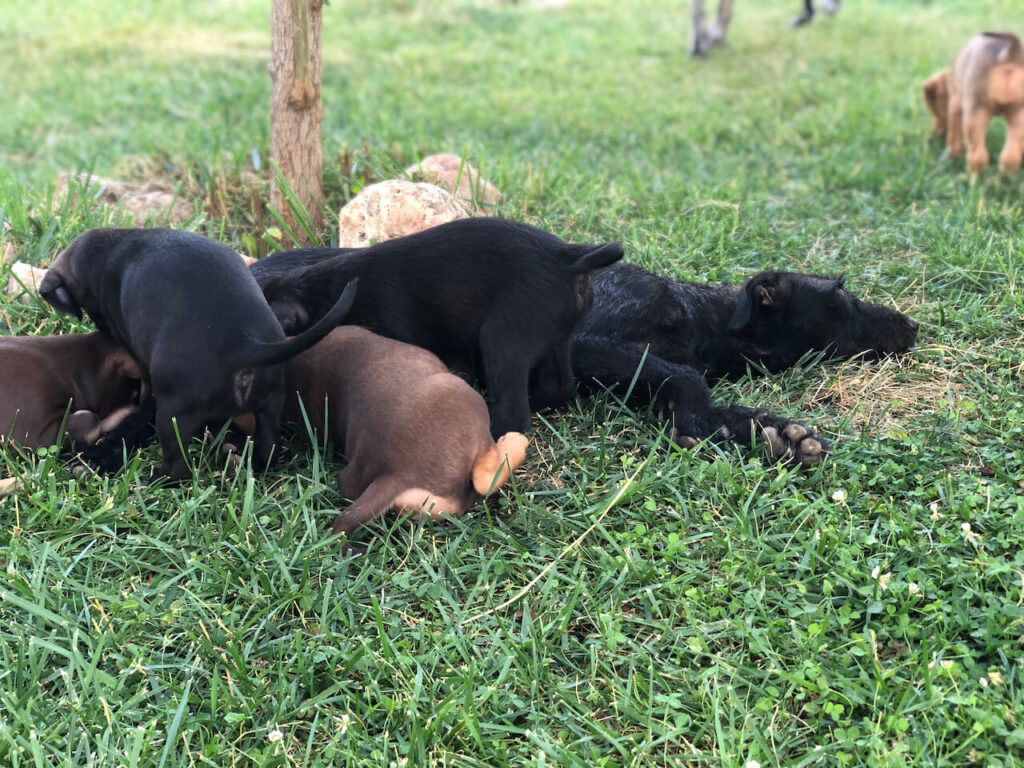 Je älter der Welpe wird, desto seltener trinkt er noch bei seiner Mama.