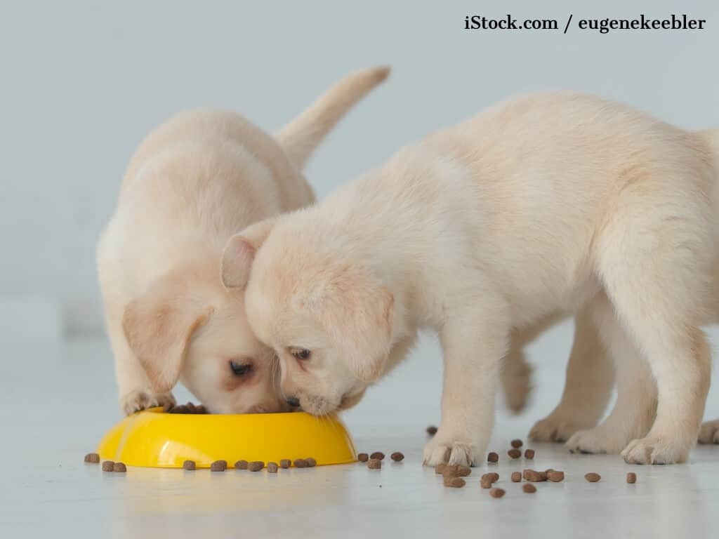 Mit diesen 5 Dos and Don'ts ist es ganz einfach Welpen richtig zu füttern.