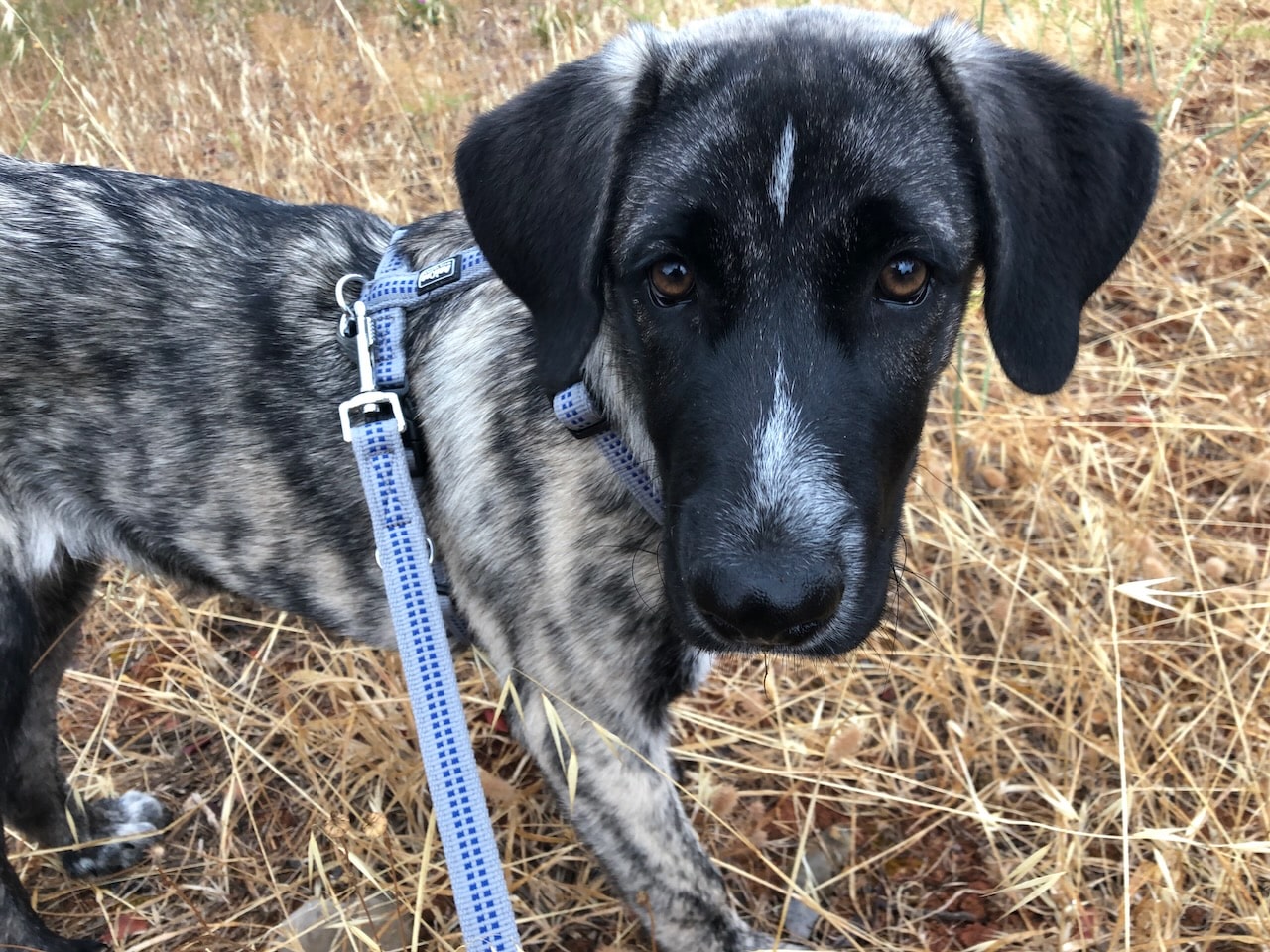 Welpengeschirr und Leine von AniOne im Test