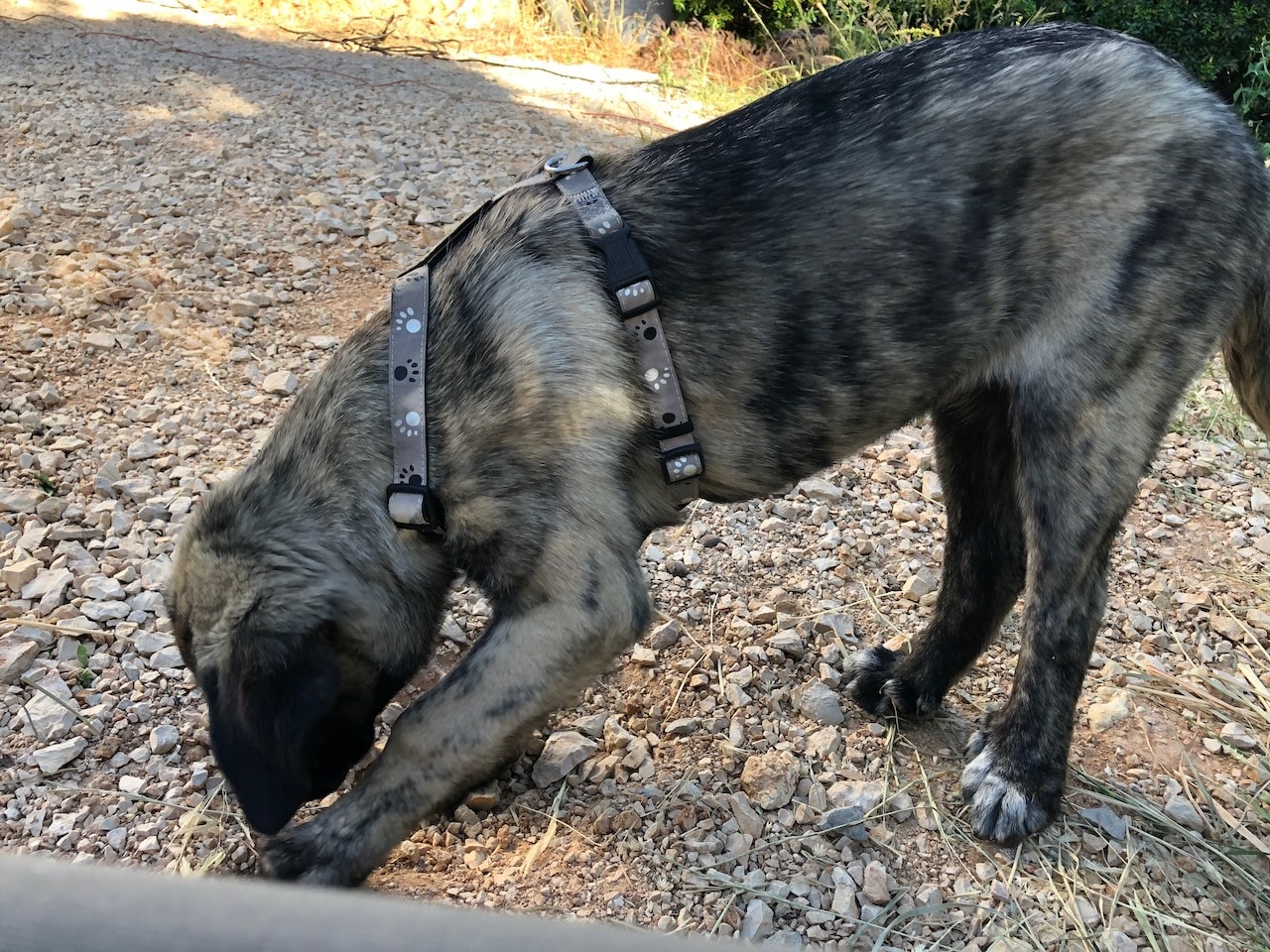 Welpengeschirr Trixie