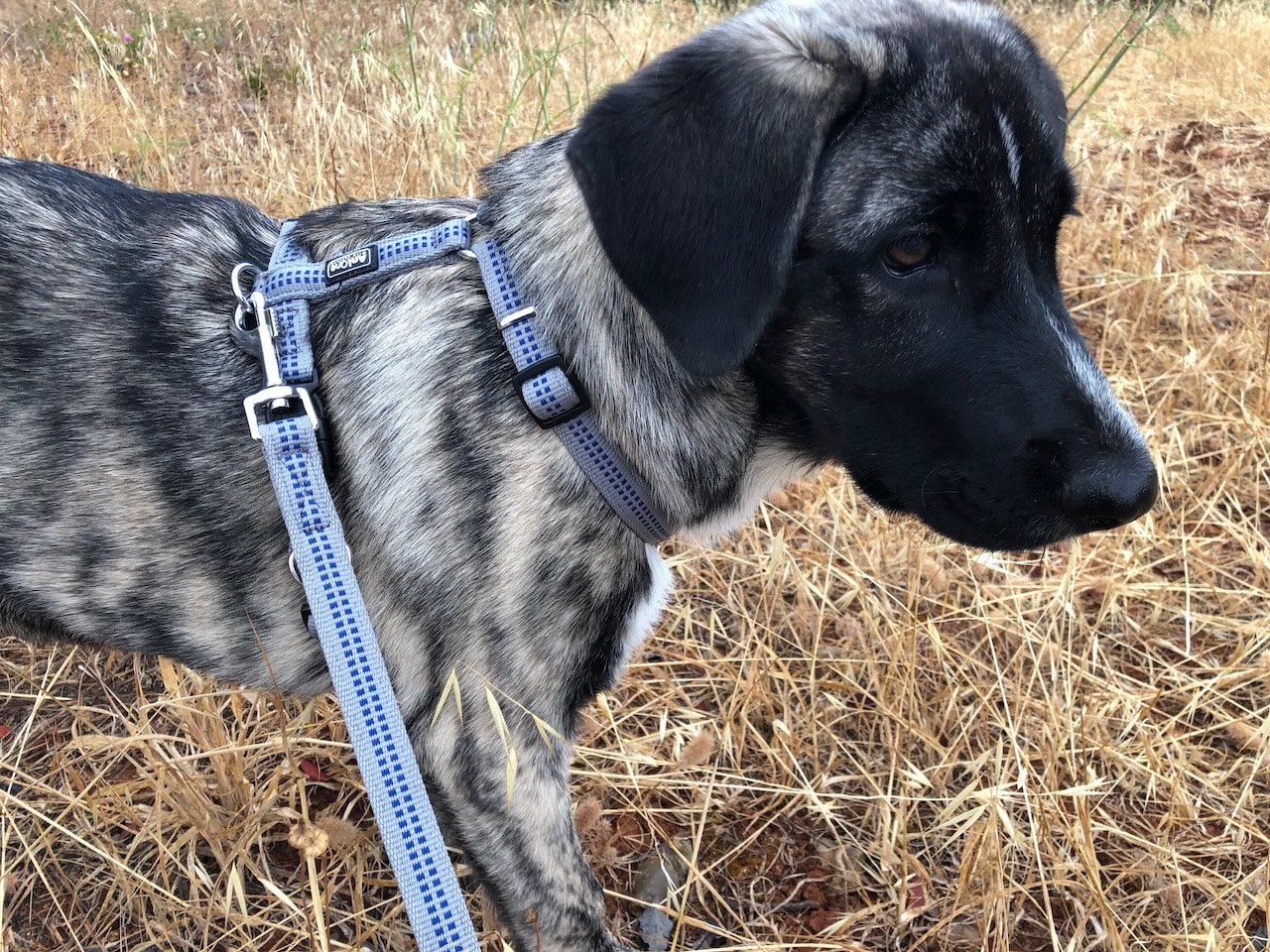 Das passende Welpengeschirr ist idealerweise weich gepolstert und wächst eine Weile mit.