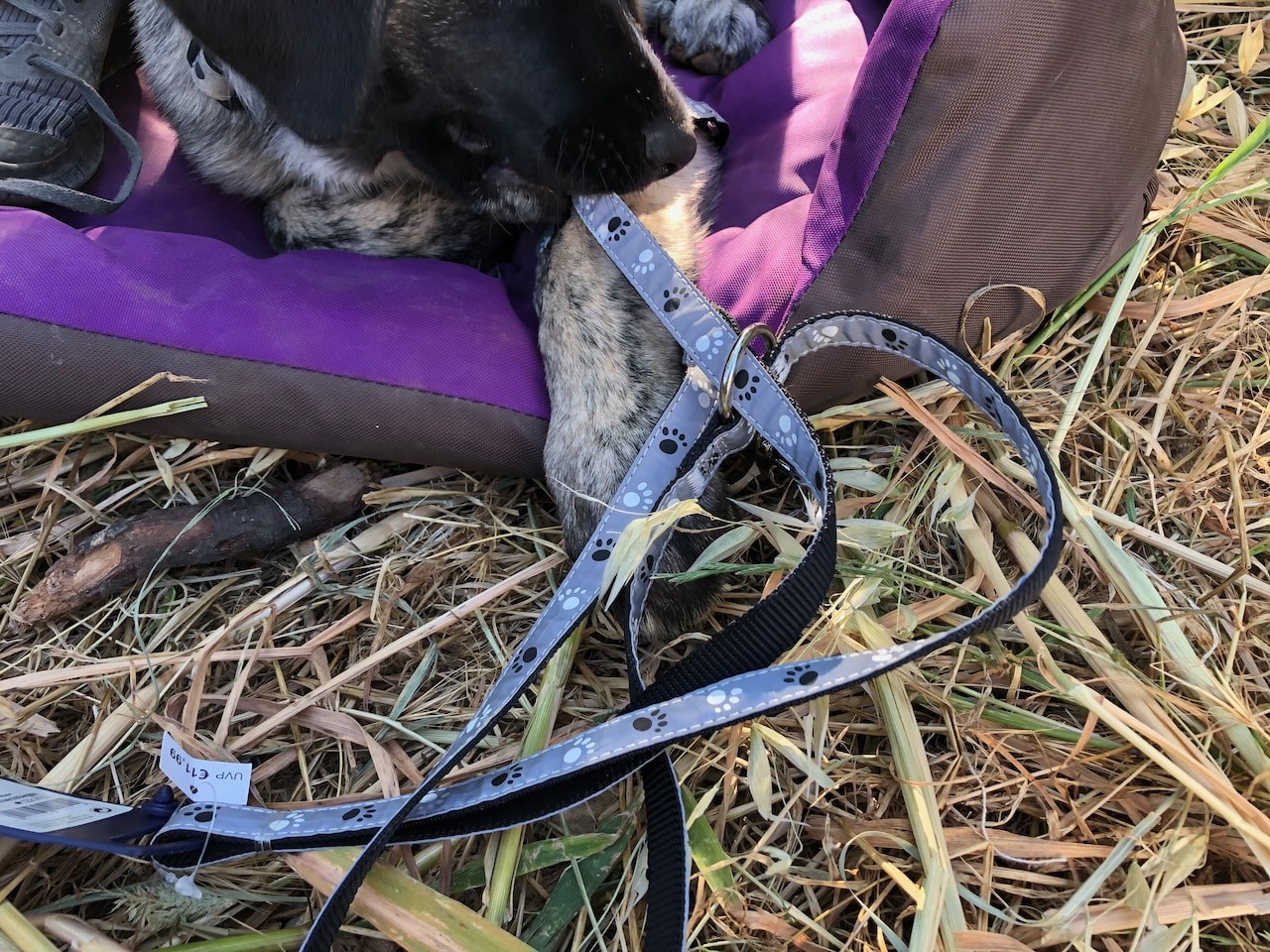 Leuchtende Welpenleine von Trixie im Test