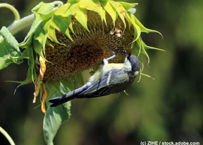 Vögel füttern im Sommer – So kannst du helfen!