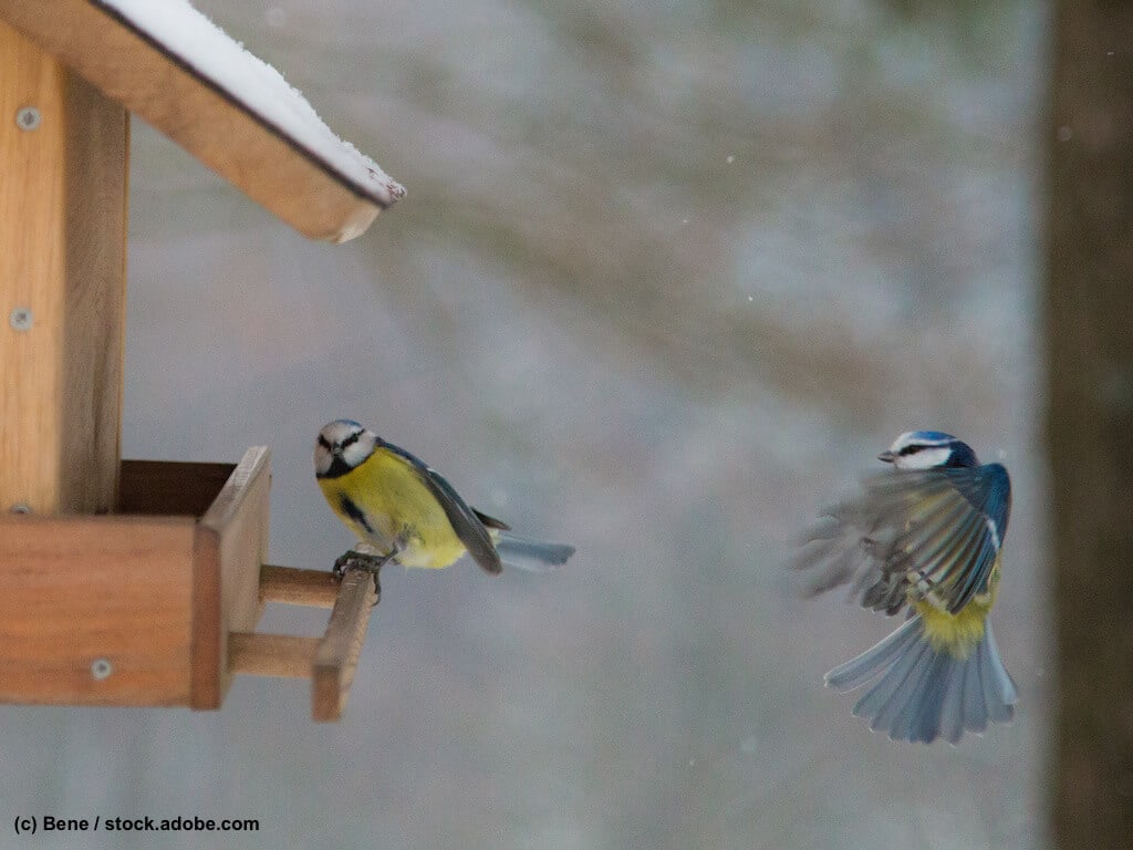 Wildvögel füttern Winter