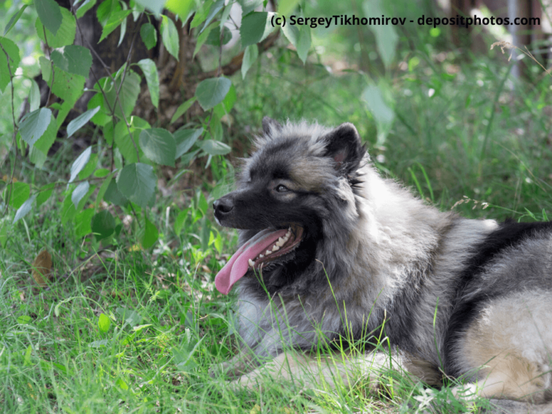 Wolfspitz liegt auf einer grünen Wiese