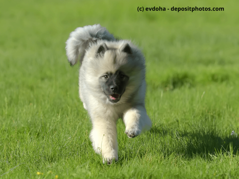 Wolfsspitz Welpe läuft glücklich durch das Gras