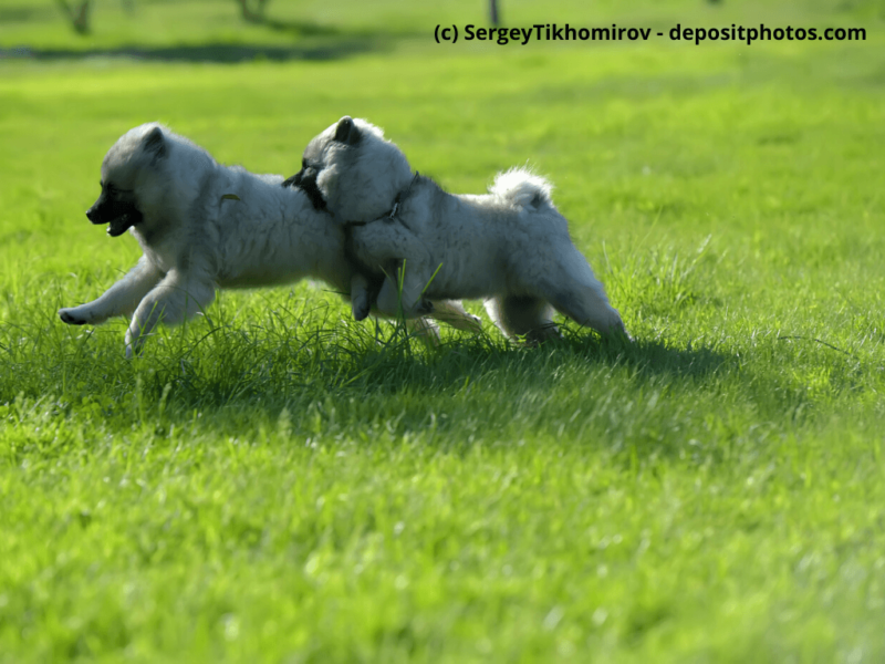Wolfsspitz Welpen springen durchs Gras