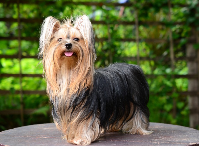 Das Fell der Yorkies braucht regelmäßige Pflege um nicht brüchig zu werden.