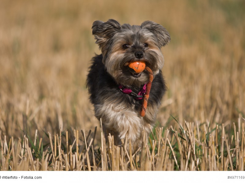 Yorkshire Terrier sind sehr aufgeweckte und kluge Hunde.