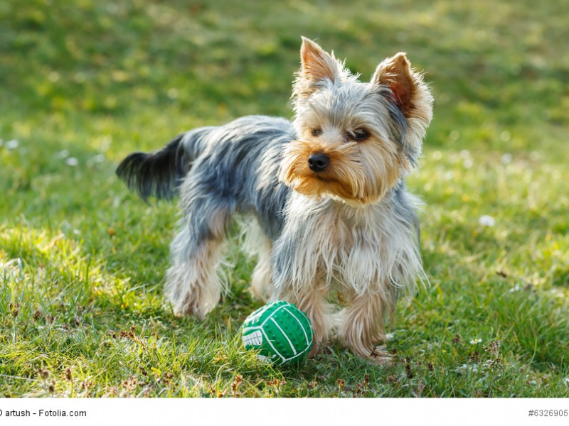 Für Aufmerksamkeit und gemeinsames Spielen ist der Yorkie sehr dankbar.