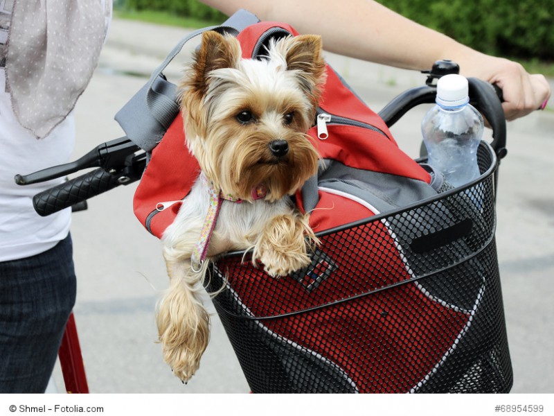 Yorkies laufen gerne, haben aber kurze Beine, die sie manchmal ausbremsen.