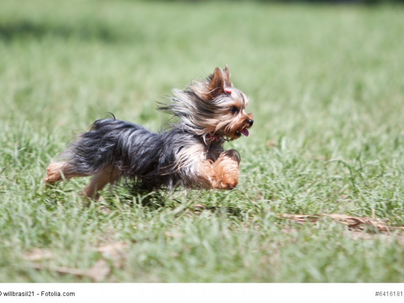 Yorkies sind erst richtig glücklich, wenn sie sich richtig austoben können.