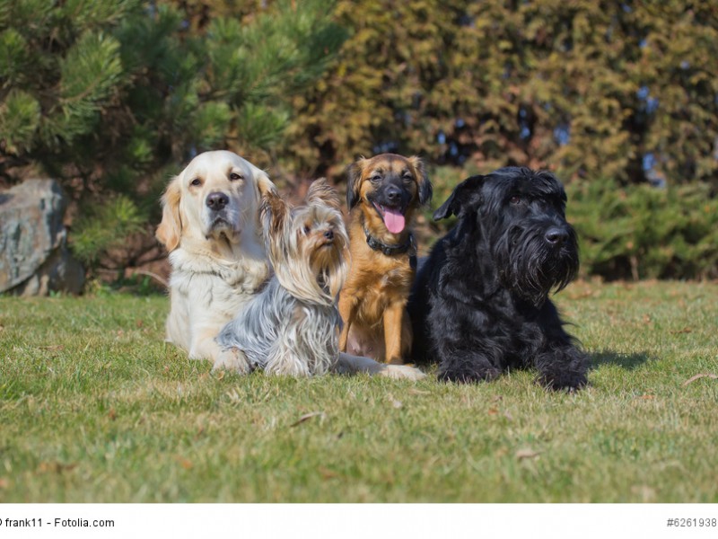 Yorkies haben ein enormes Selbstbewusstsein, daher ist im Umgang mit großen Hunden Vorsicht geboten.