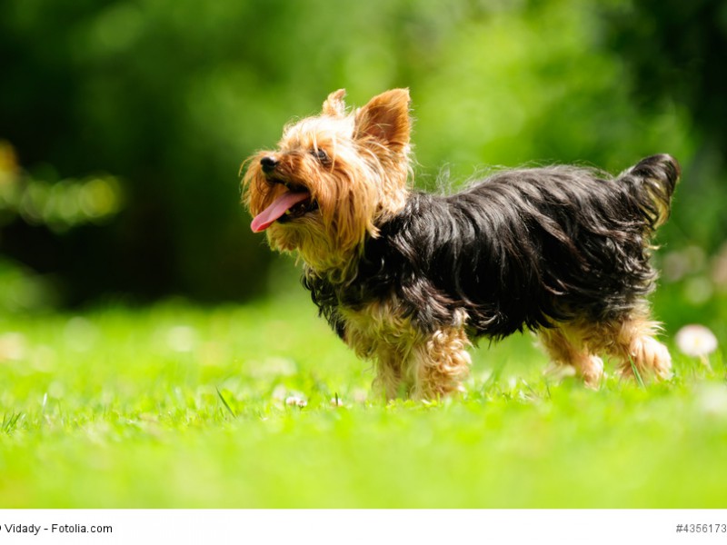 Yorkshire Terrier sind sehr aufgeweckte und schelmische Hündchen.