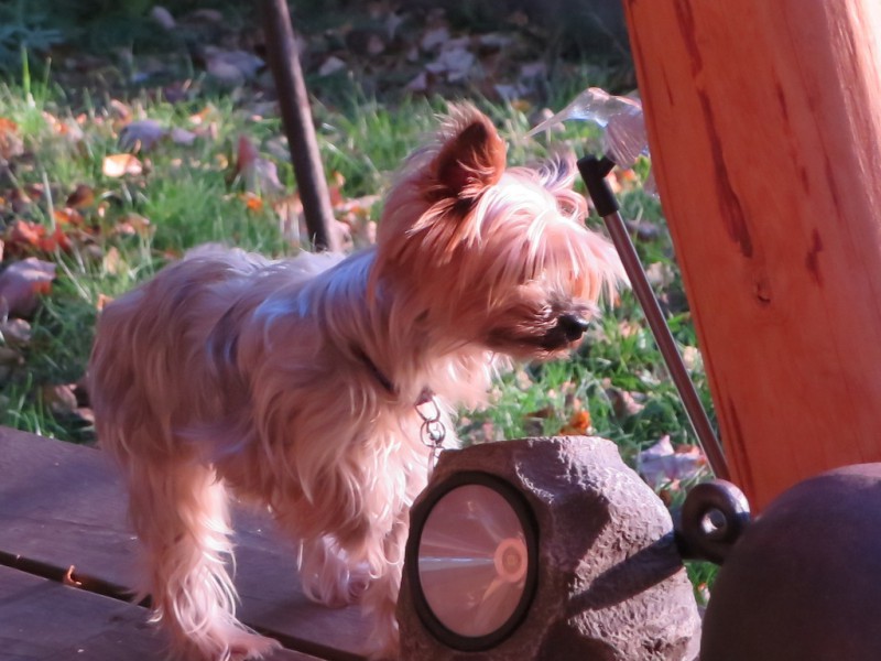 Yorkies sind ursprünglich als Ratten- und Mäusejäger gezüchtet worden.