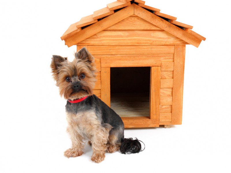 Yorkies gehören auf keinen Fall in eine Hundehütte. Sie brauchen Familienanschluss.