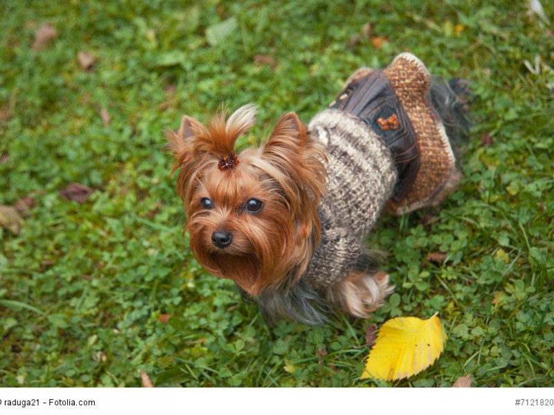 Yorkshire Terrier haben keine Unterwolle und frieren daher schnell.