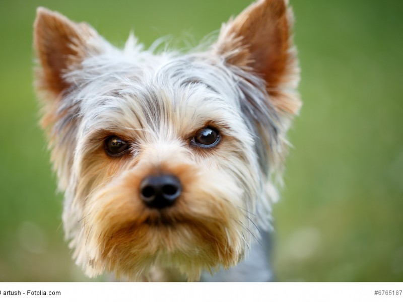 Portrait eines Yorkshire Terriers mit typischer Fellfarbe.