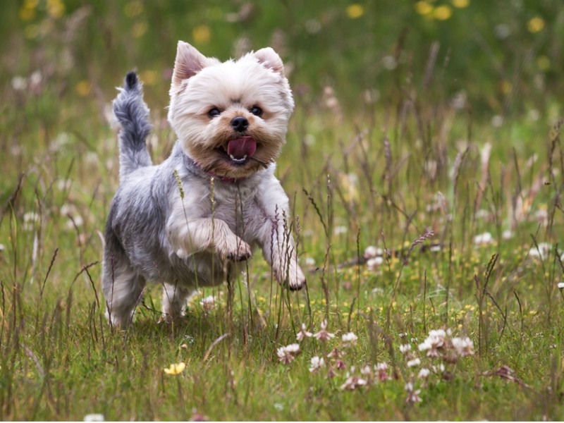 Yorkshire Terrier brauchen viel Bewegung!