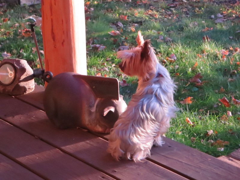 Yorkshire Terrier haben ihr Revier gerne immer genau im Blick.