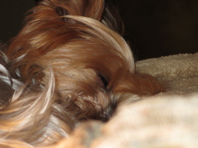 Yorkshire Terrier sind sehr liebenswürdige und niedliche Hündchen.