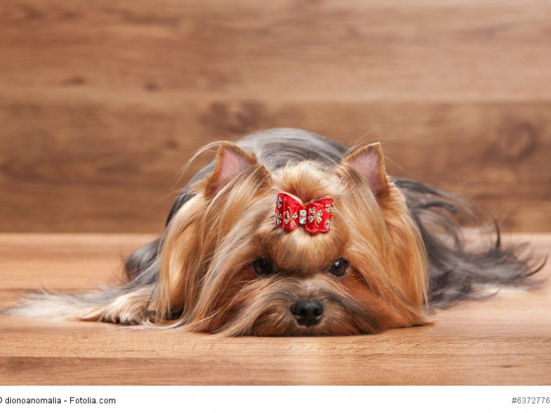 Reduzierst du Yorkies auf Schoßhündchen tust du ihnen Unrecht. Sie sind viel mehr als das!