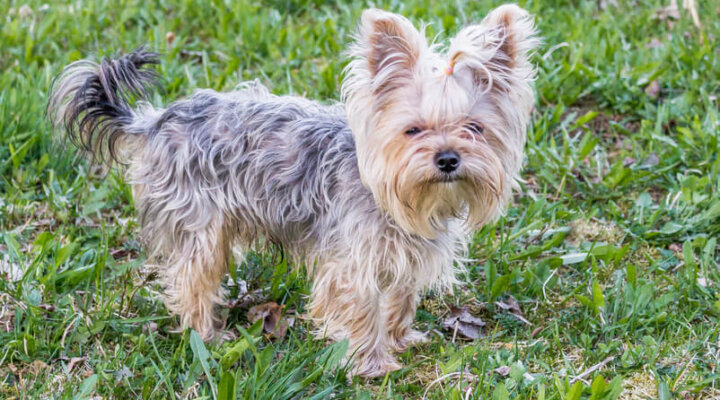 Yorkshire Terrier