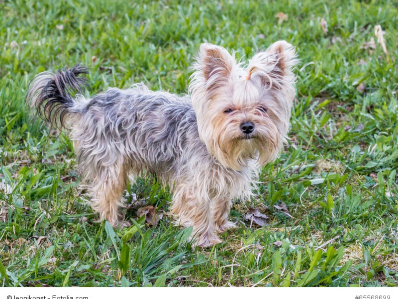 Ein Yorkshire Terrier mit typischer Fellfarbe.