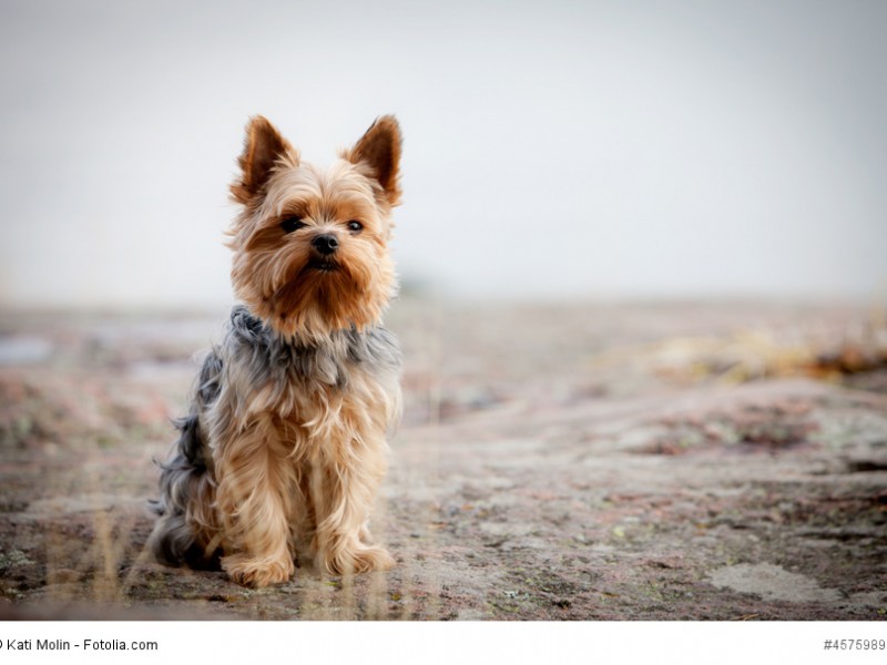 Yorkshire Terrier brauchen regelmäßig lange Spaziergänge.