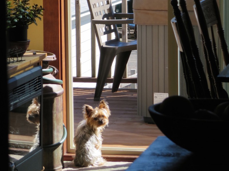 Yorkshire Terrier sind sehr wachsame Hunde und behüten ihr Zuhause.