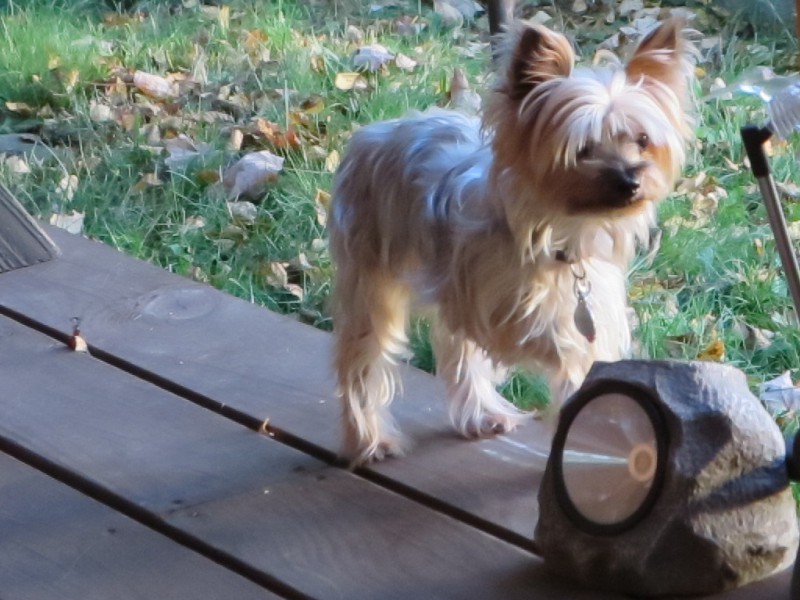 Yorkies sind gerne draußen in der Natur und stöbern herum.