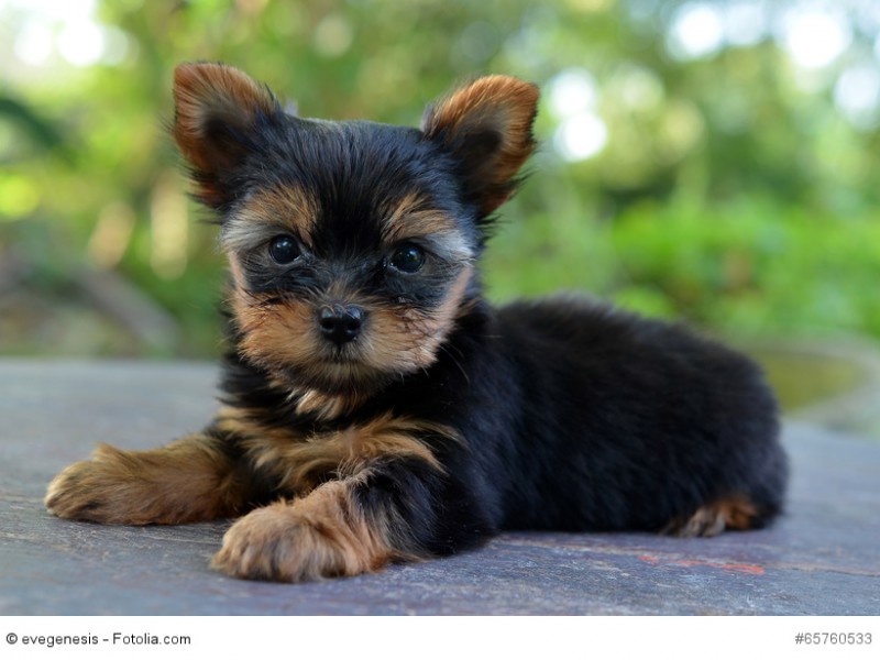 Yorkies sind sehr charakterstark. Ohne führende Hand können sie zu unausgeglichenen Kläffern werden.