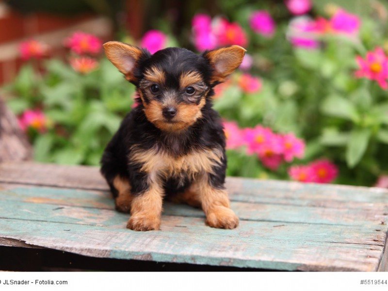 Yorkshire Terrier Welpen brauchen eine konsequente Erziehung.
