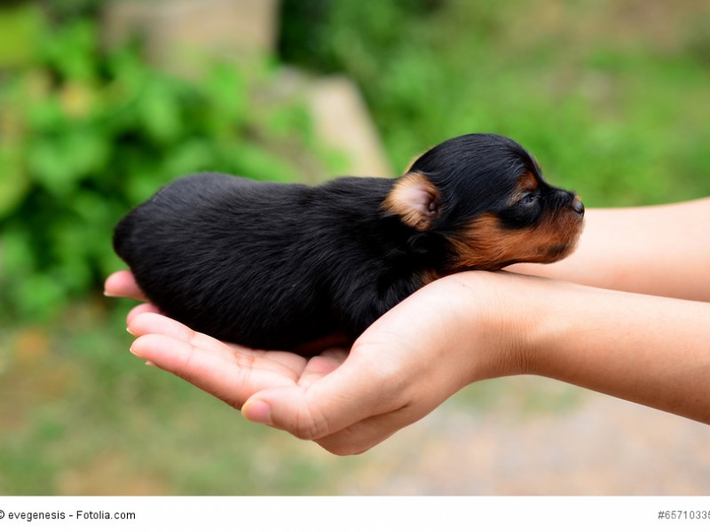 Neu geborene Yorkshire Terrier passen problemlos in eine Hand.