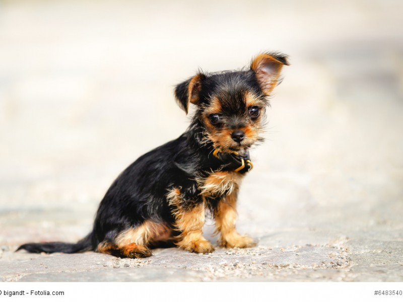 Ein winziger Welpe einer Kreuzung zwischen Yorkshire Terrier und Chihuahua.