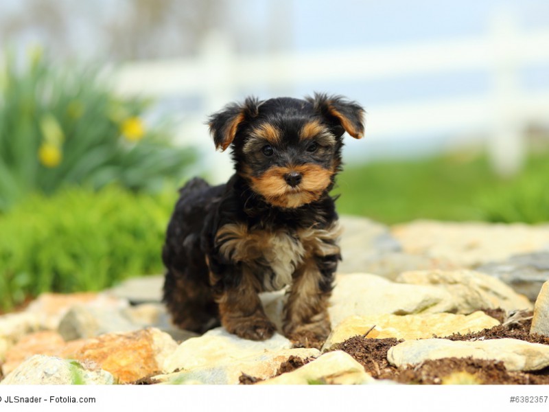 Yorkshire Terrier sind wegen ihrer geringen Größe gut für eine Stadtwohnung geeignet.