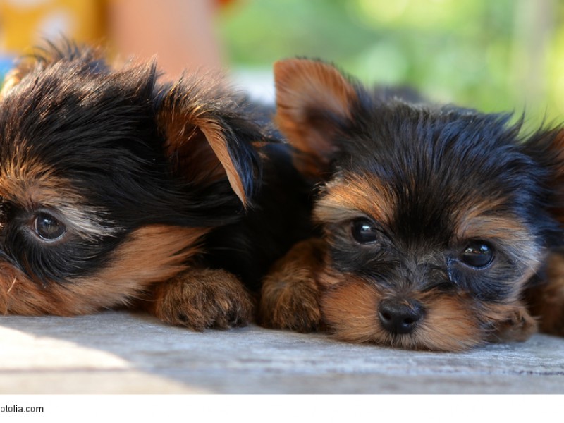 Yorkie-Welpen kuscheln noch gerne miteinander. Später werden sie schnell eifersüchtig auf andere Hunde ihres Menschen.