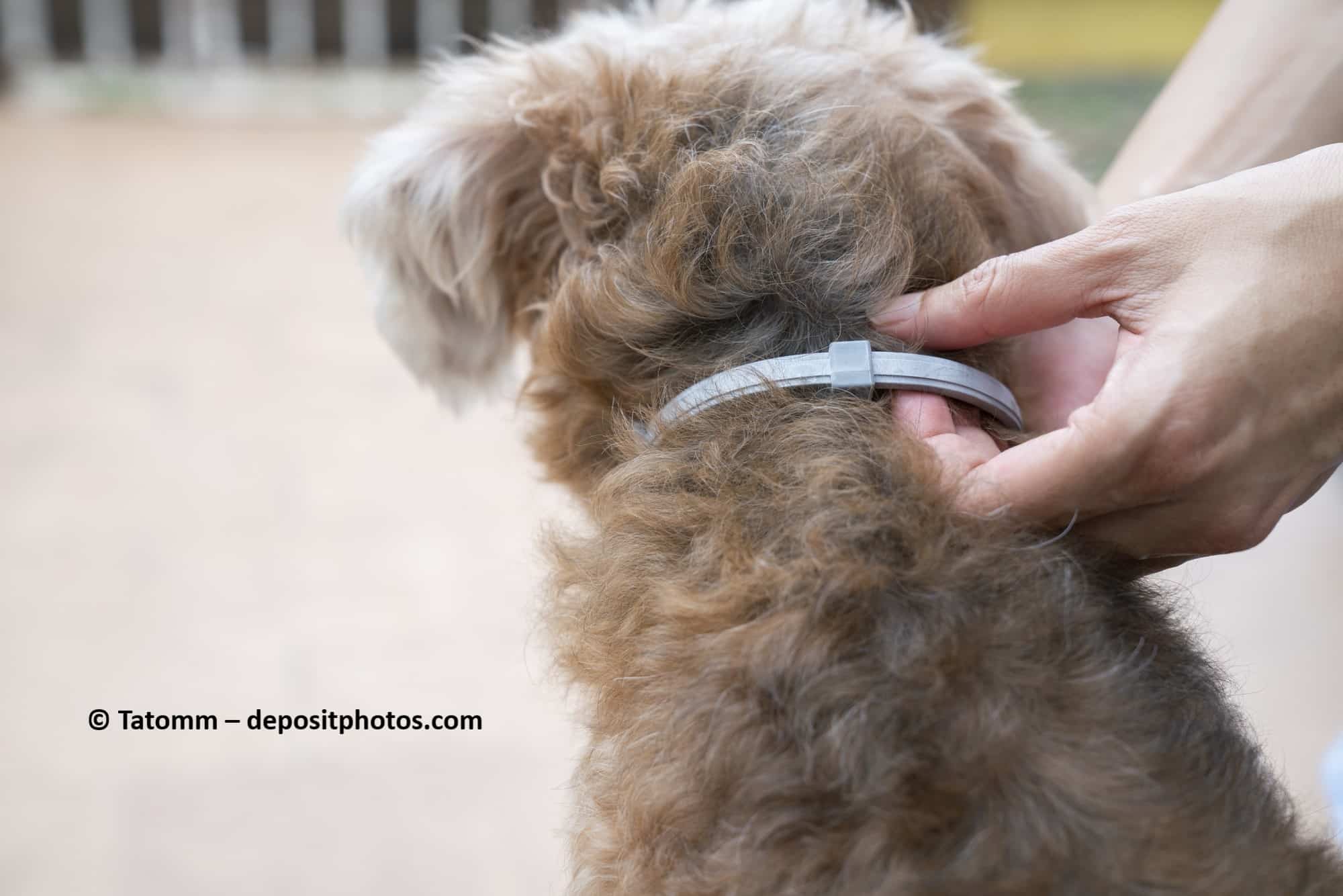 Ein Hund trägt ein Zeckenhalsband