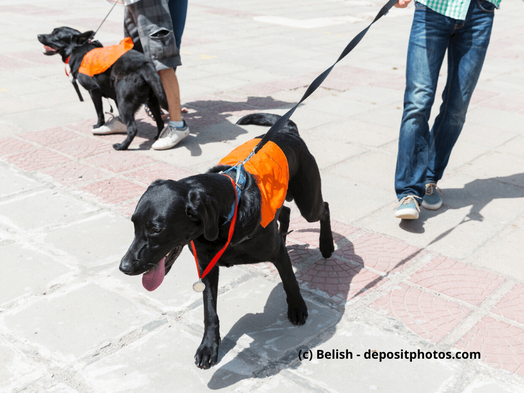 Zwei angeleinte schwarze Hunde in oranger Arbeitsweste