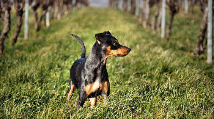 Zwergpinscher 