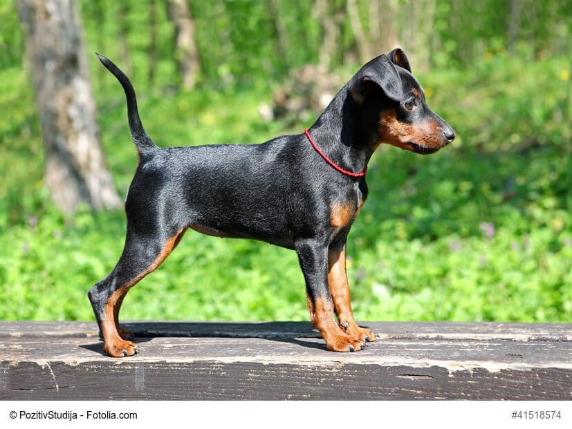 Junger, schwarzer Zwergpinscher seitlich fotografiert