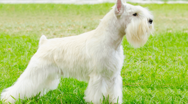 Zwergschnauzer