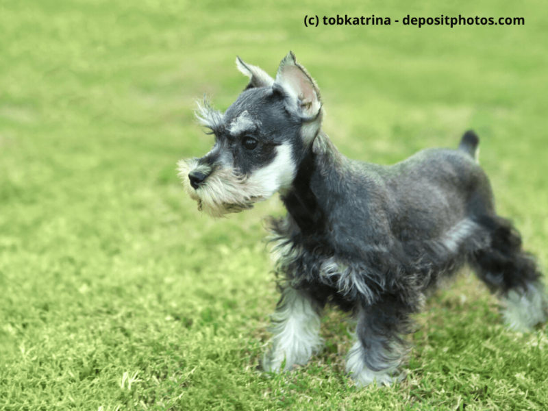 Zwergschnauzer Welpe auf dem Rasen