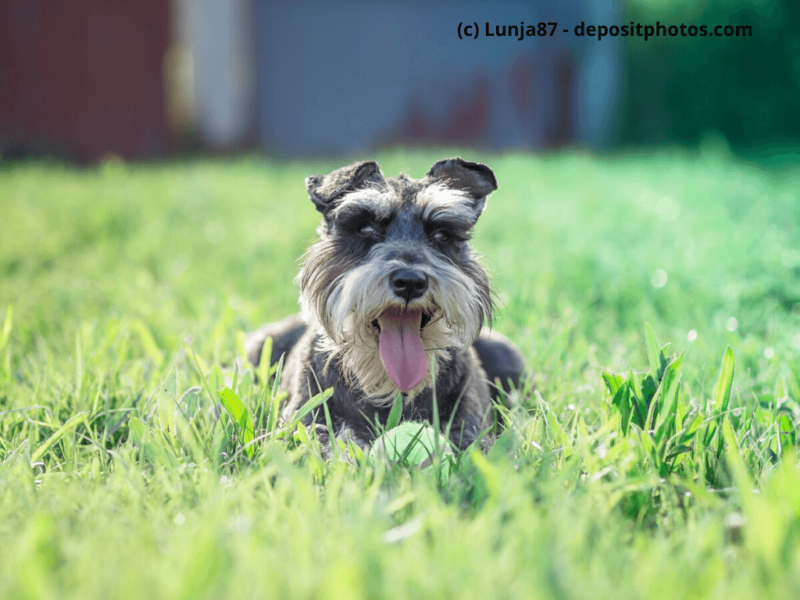 Zwergschnauzer liegt mit Ball im Rasen